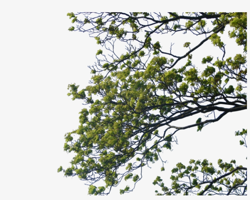 Tree Branch Png Clipart - Branch Png, transparent png download