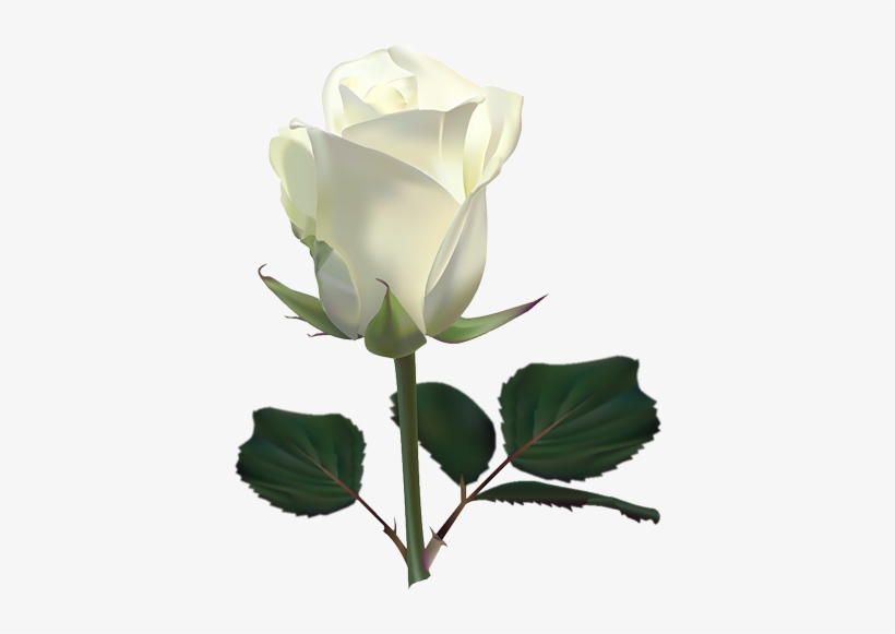 Hug Me Jesus - White Rose Images Download, transparent png download