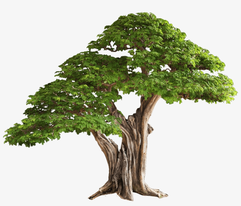 Tree Free Png Image - Tree Png, transparent png download