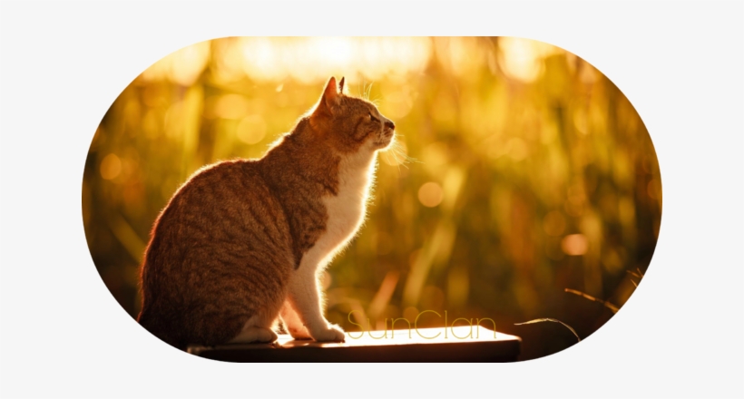 Cat Cat Sitting Nature Summer Sun Light - Кот Обои Природа, transparent png download