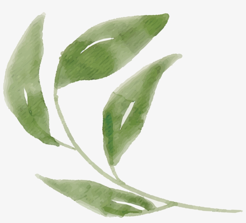 Free Watercolor Flower Images Peach Delight - Watercolor Painting, transparent png download