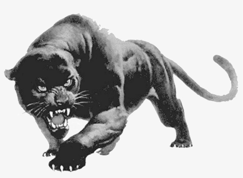 Panther Png Transparent Images - Devon Meadows Football Club, transparent png download