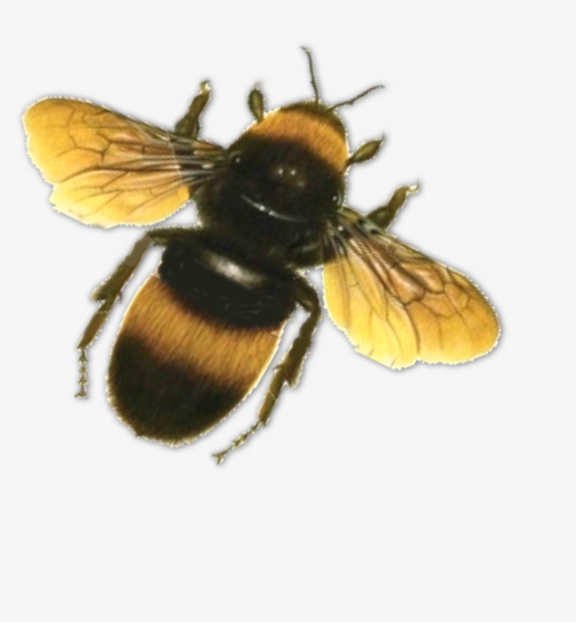 Png Hd Bee Transparent Hd Bee - Bees Psd, transparent png download