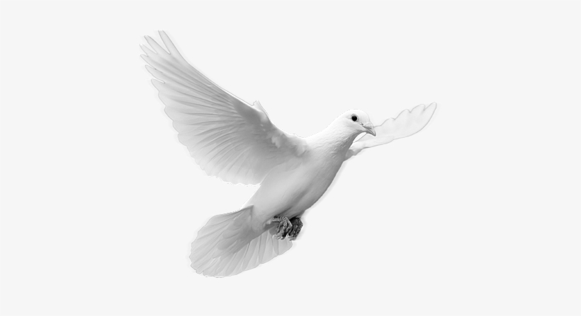 Dove Images - Dove In Flight, transparent png download