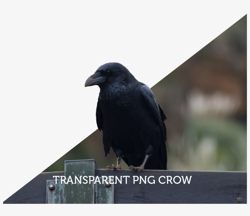 Crow Free Png Transparent Background Images Free Download - Portable Network Graphics, transparent png download