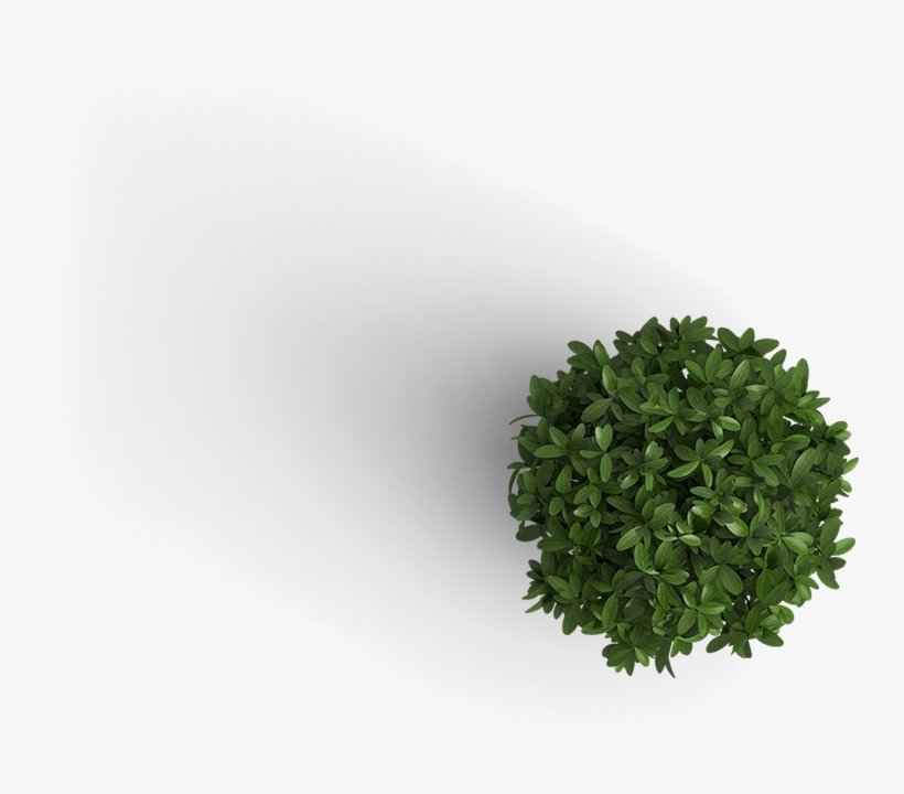 Plant - Plant Top View Png, transparent png download