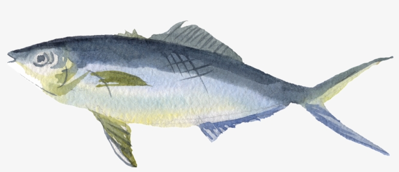 Rvd - Pez Pequeño Png, transparent png download