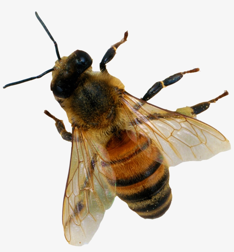 Bee Png Image - Honey Bee From Above, transparent png download