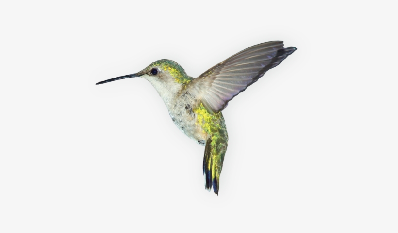Birds Png Images Free Download - Hummingbird Png, transparent png download