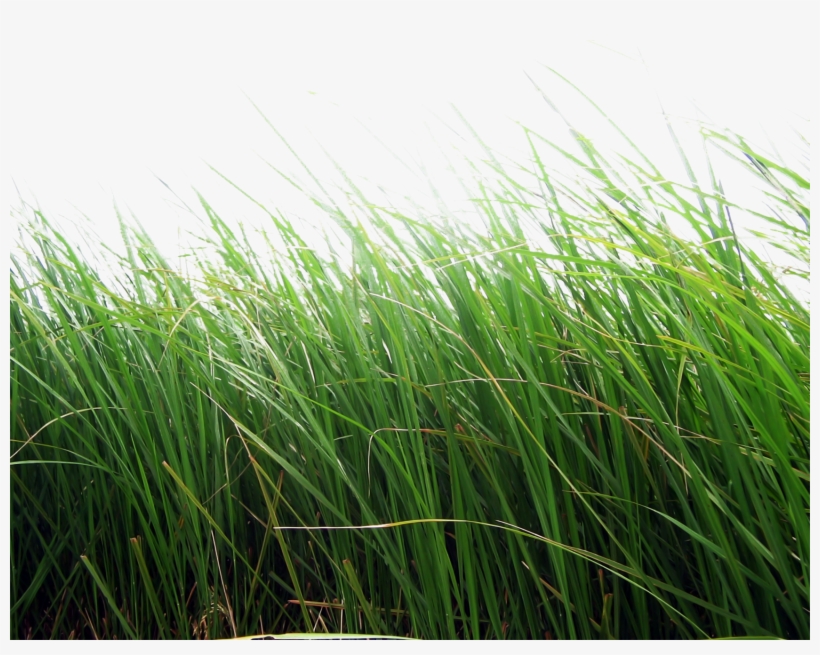 Grass Png For Editing, transparent png download