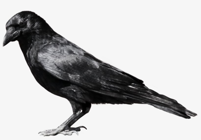 Crow Png Picture - Crow Png, transparent png download