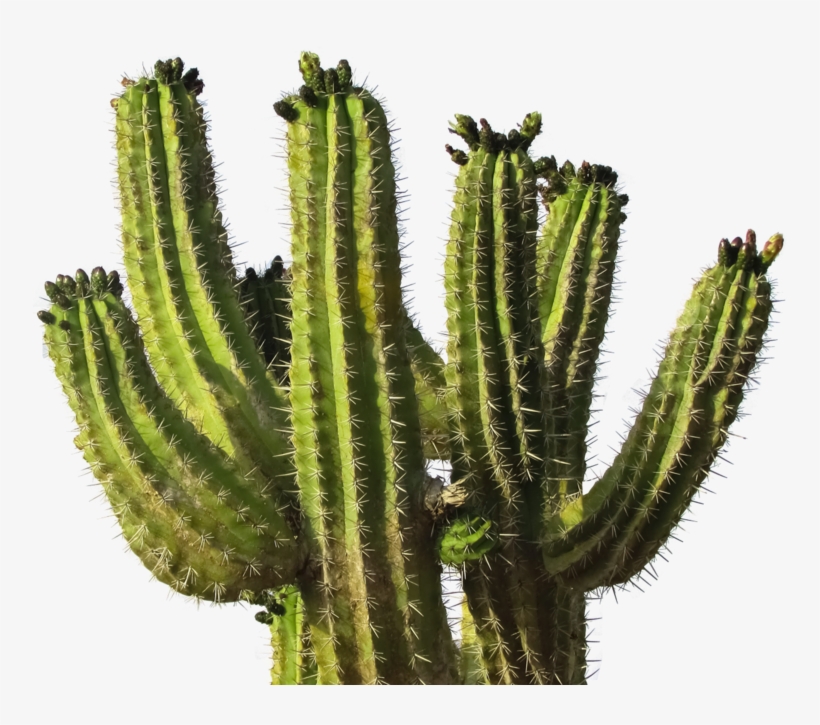 Cactus Png Transparent Image - Cactus Transparent, transparent png download