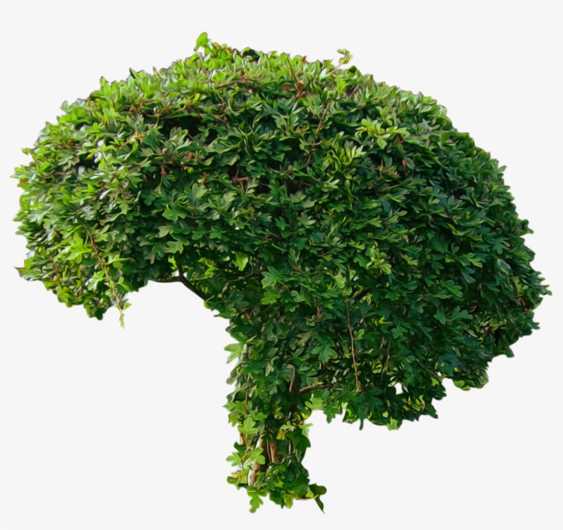 Bush Png, transparent png download