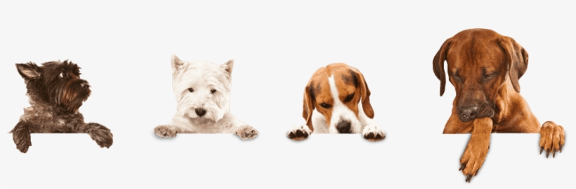 Happy Birthday If You Have Clicked Through To This - Dog Boarder, transparent png download