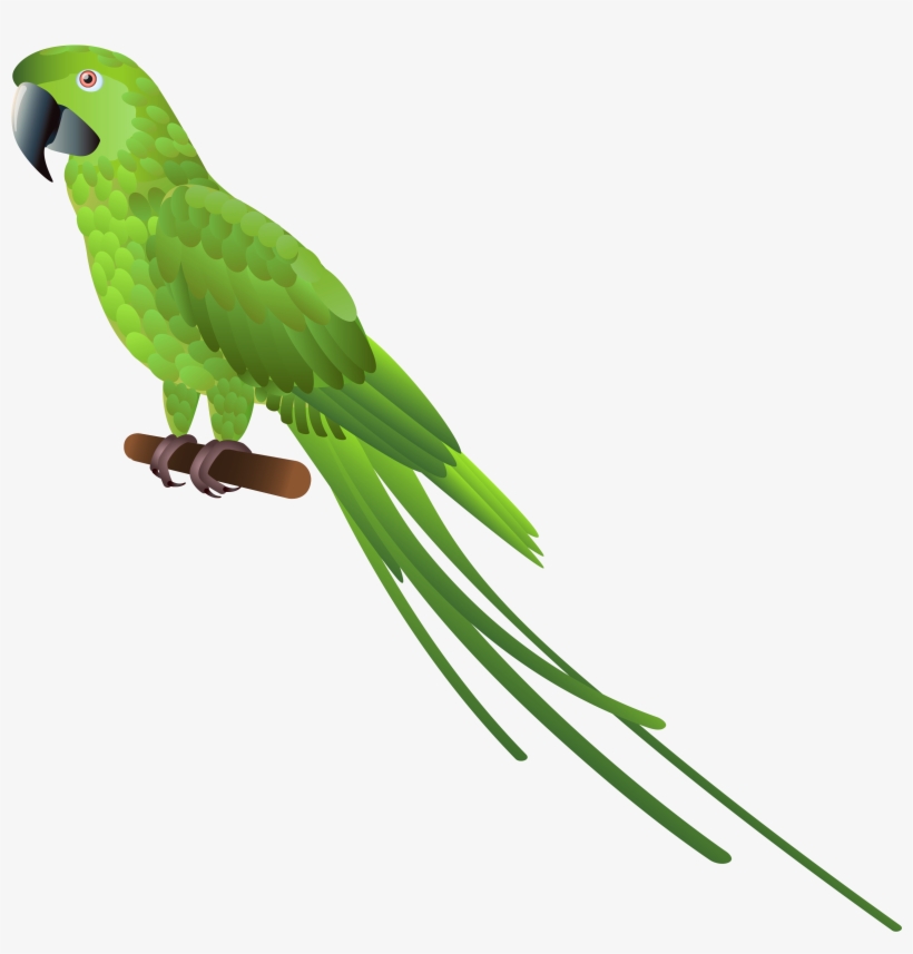 Vector Library Stock Green Parrot Png Clipart Best - Green Parrot Png, transparent png download