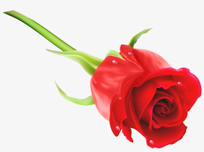 Red Rose Png Clip Art Imageu200b Gallery Yopriceville - Full Hd Rose Png, transparent png download