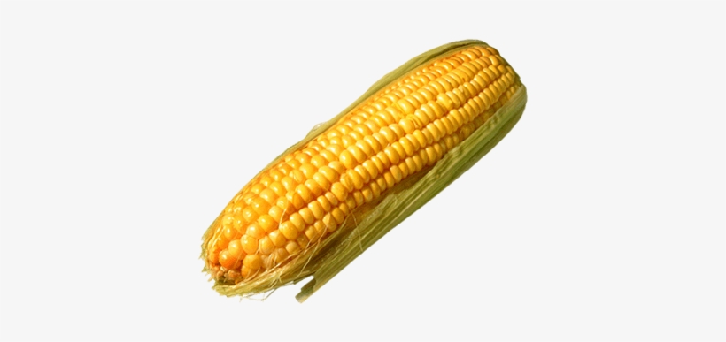 Corn Solo Leaves - Corn Transparent Background, transparent png download