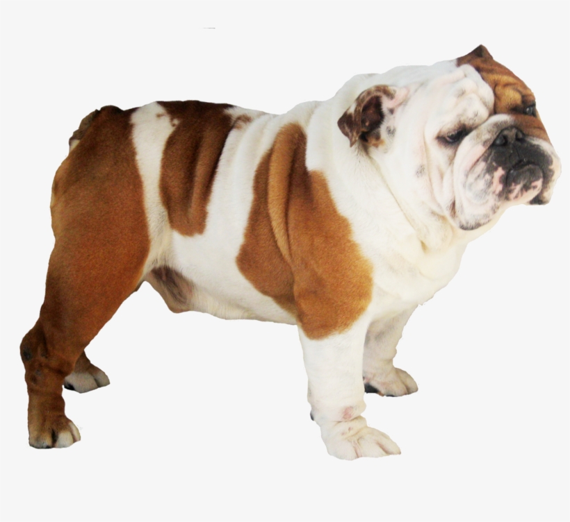 Dog Png - French Bulldog English Bulldog Pug, transparent png download