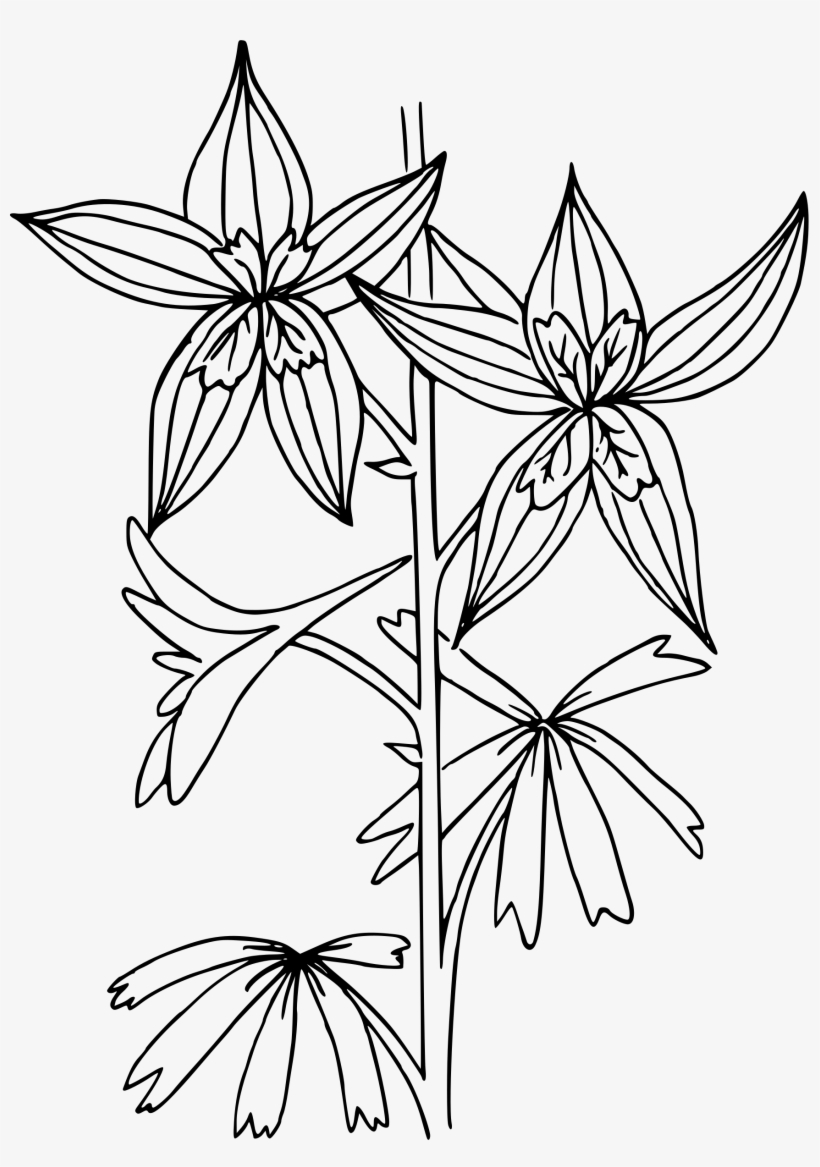 Coloring Book Drawing Flower Delphinium Nuttallianum - Coloring Page, transparent png download