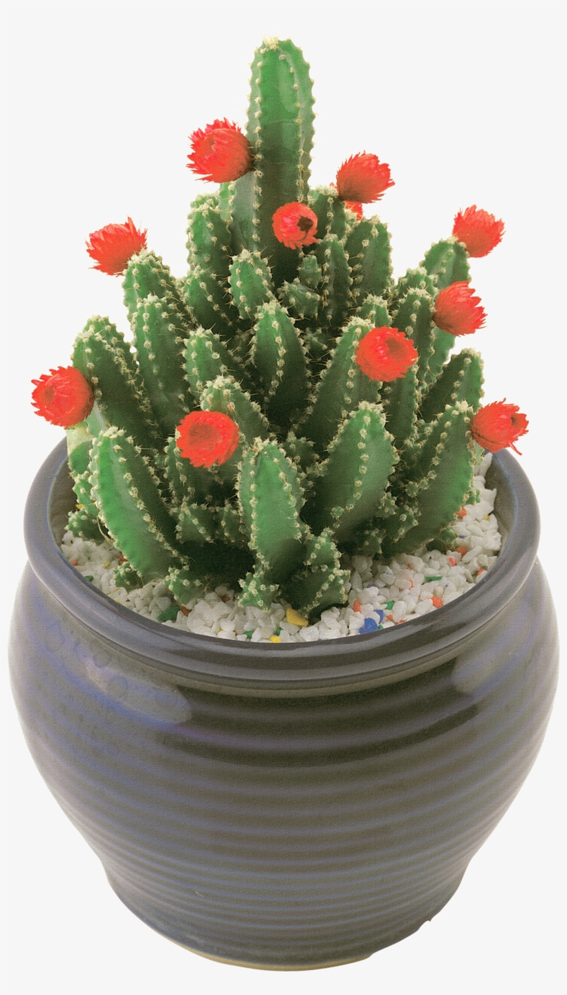 Cactus Png Image - Png Cactus With Flolwers, transparent png download
