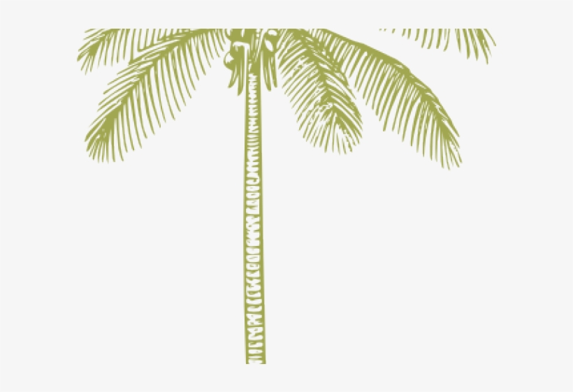 Palm Trees, transparent png download