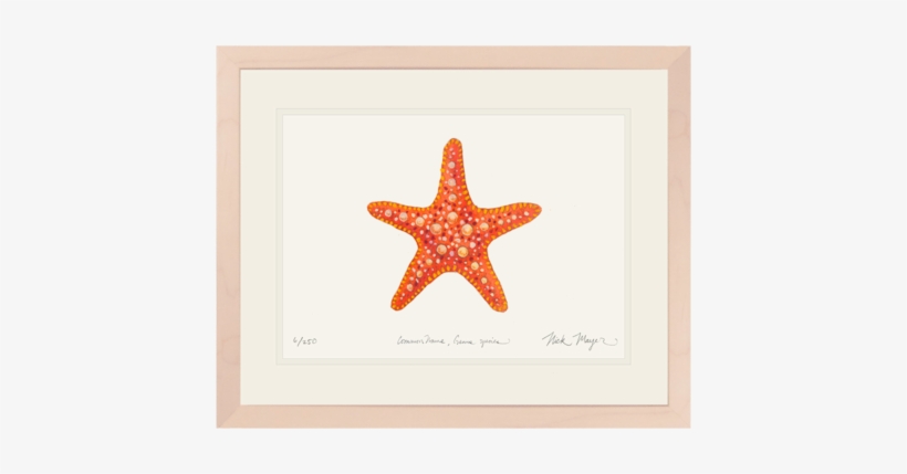 Horned Sea Star - Starfish, transparent png download