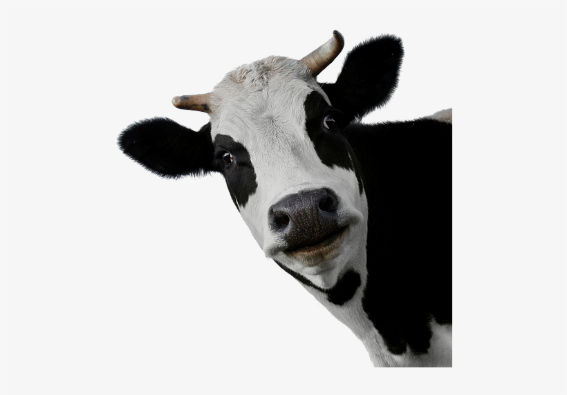 Cow Png Free, transparent png download