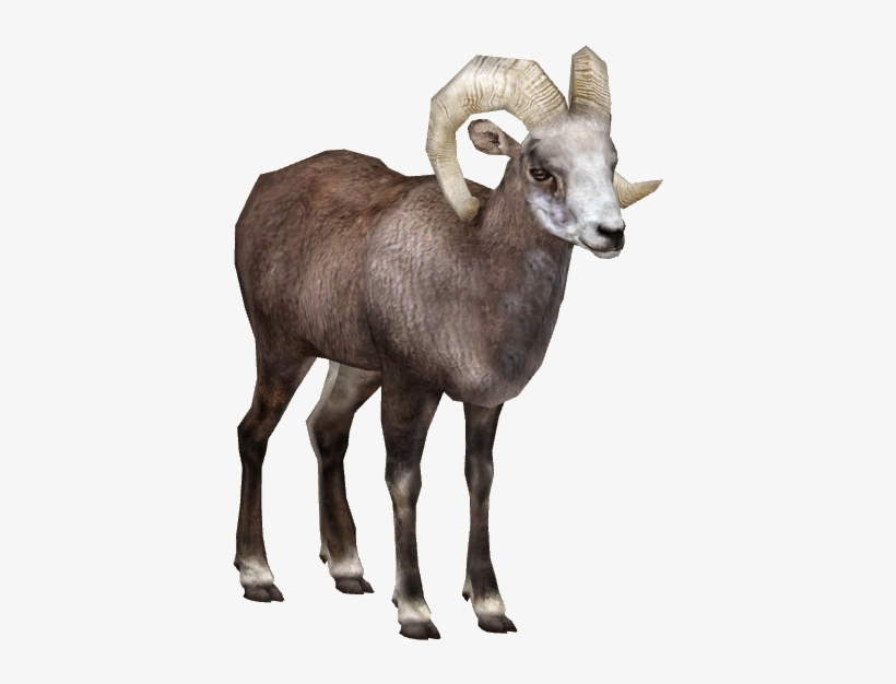 Snow Sheep - Goat, transparent png download