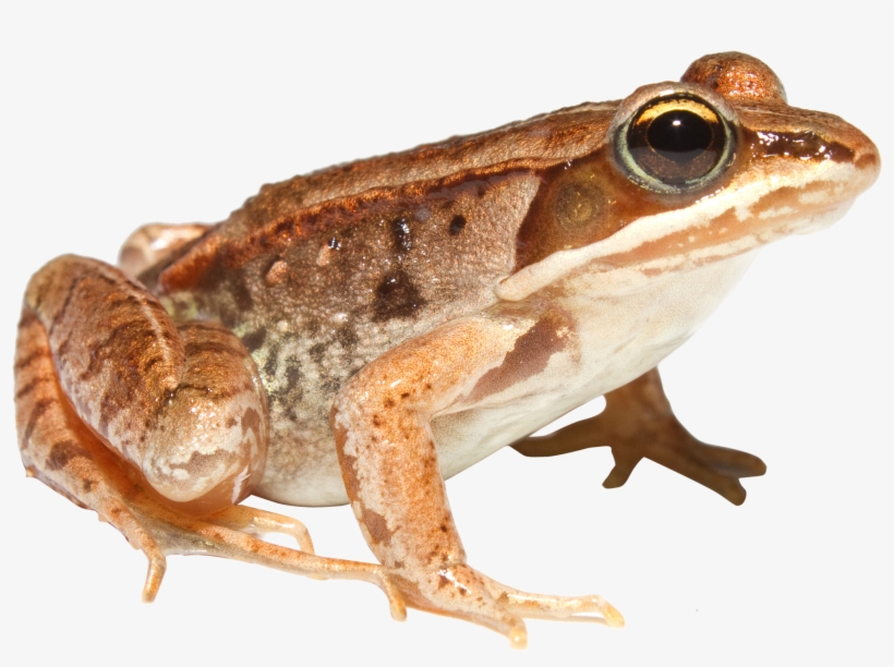 Frog Png - Wood Frog Png, transparent png download