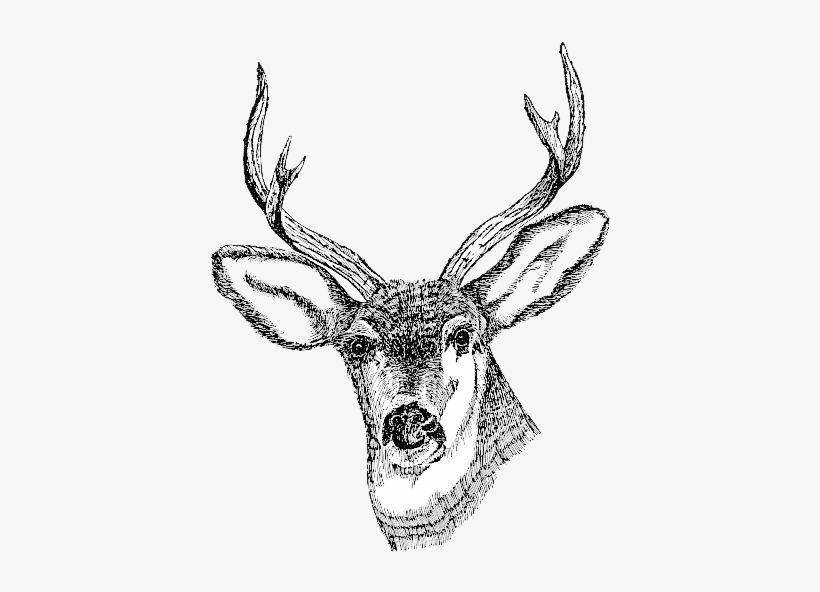 Deer Png Images Transparent Free Download - Deer Head Png, transparent png download
