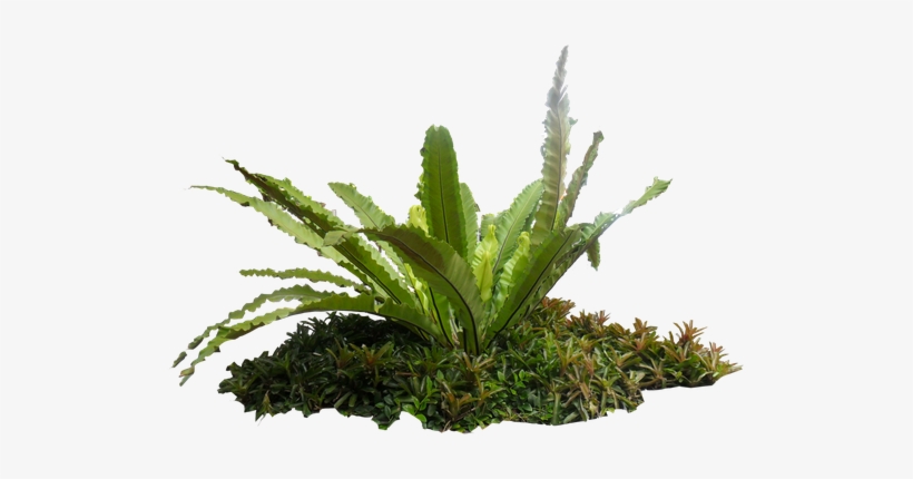 Bird Nest Fern Png, transparent png download