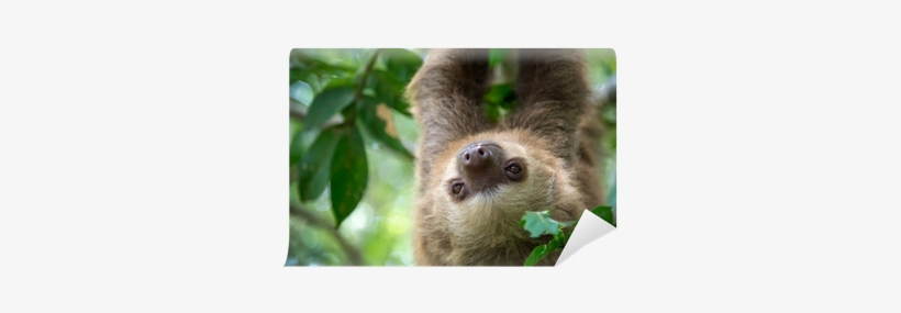 Two Toed Sloth Mugs, transparent png download
