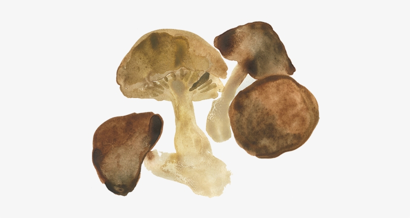 Mushrooms-sm - Russula Integra, transparent png download
