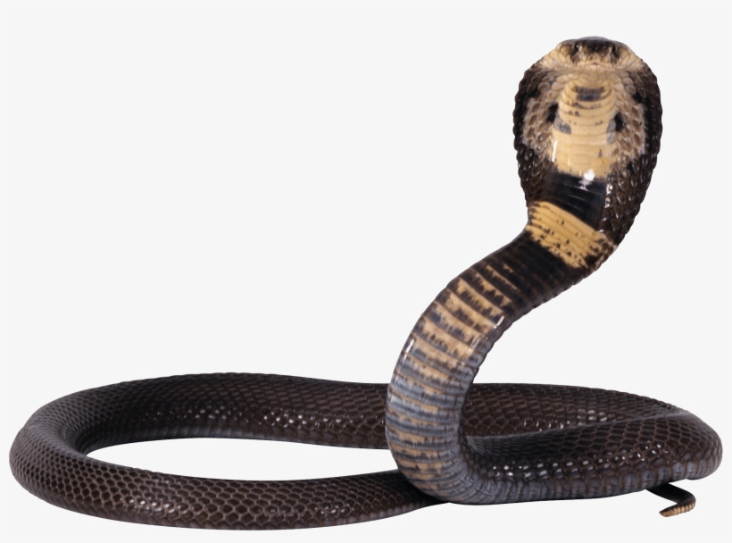Black And Yellow Snake Png Image - Snake Png, transparent png download