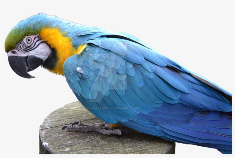 Blue Parrot Png Pic - Blue And Yellow Macaw Png, transparent png download