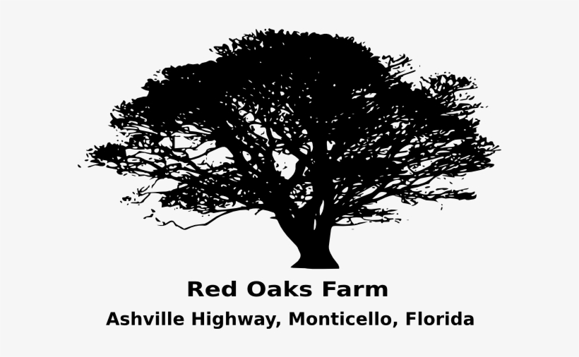 Oak Vector - Africa Tree Clip Art, transparent png download