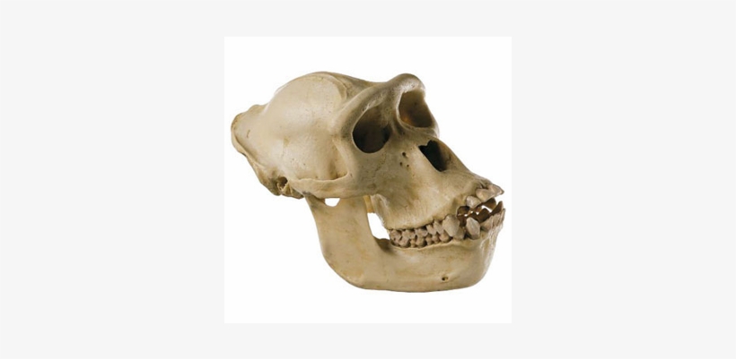 Gorilla Skull Png - Traps Are Not Gay, transparent png download