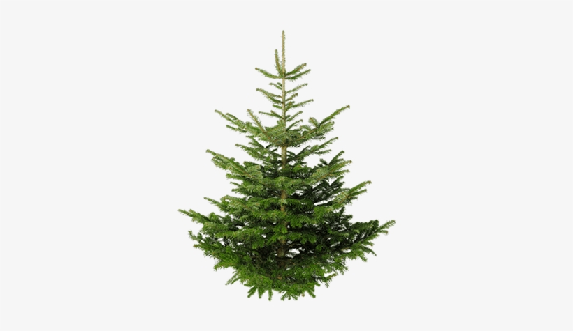 Isolated Fir Tree - Christmas Tree Without Ornaments Greeting Card, transparent png download
