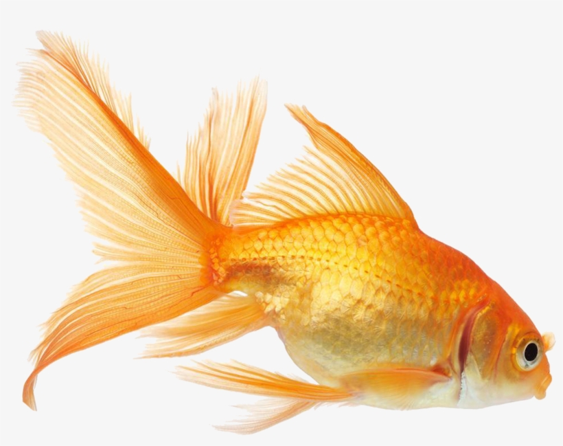 Goldfish Vector, transparent png download