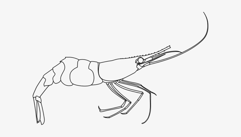 Outline Of Shrimp - Shrimp, transparent png download