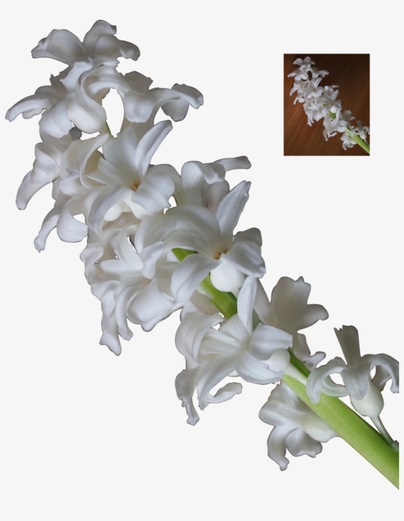 White Hyacinth Flower Blossoms Png By Nexu - White Hyacinth Png, transparent png download