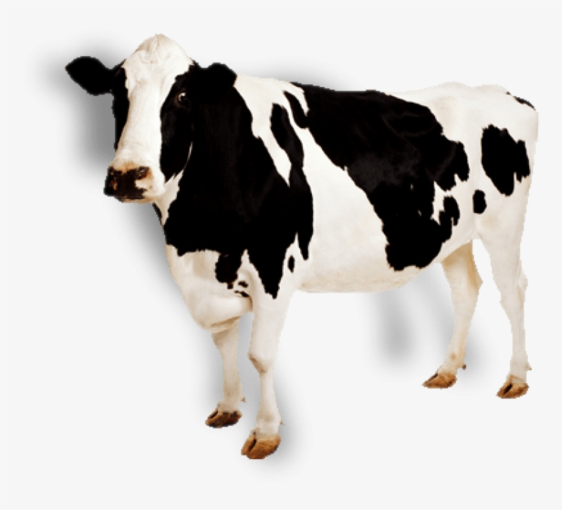 Free Png Cow Png Images Transparent - Cow Transparent, transparent png download