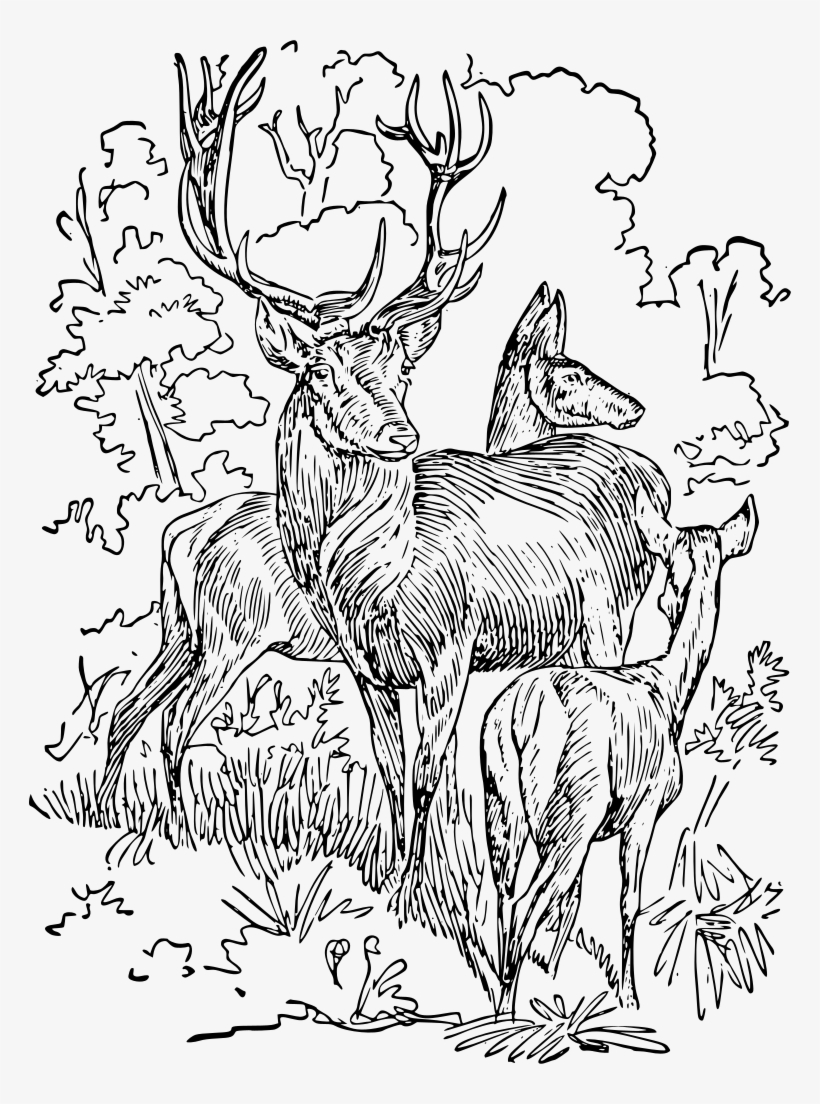 How To Set Use Red Deer Clipart, transparent png download