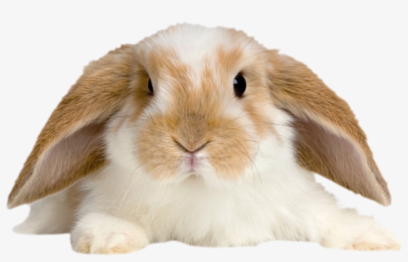 Transparent Picture Gallery Yopriceville - Bunny Transparent, transparent png download