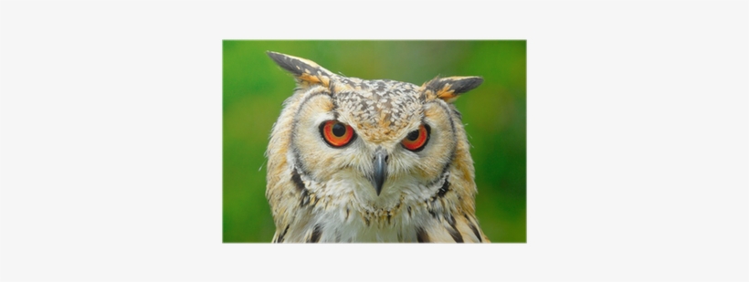 Eagle Owl Head From Face With Red Eyes Poster • Pixers® - Animali Parco Nazionale D Abruzzo, transparent png download