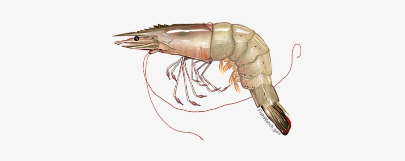 White Shrimp - Shrimp Png, transparent png download
