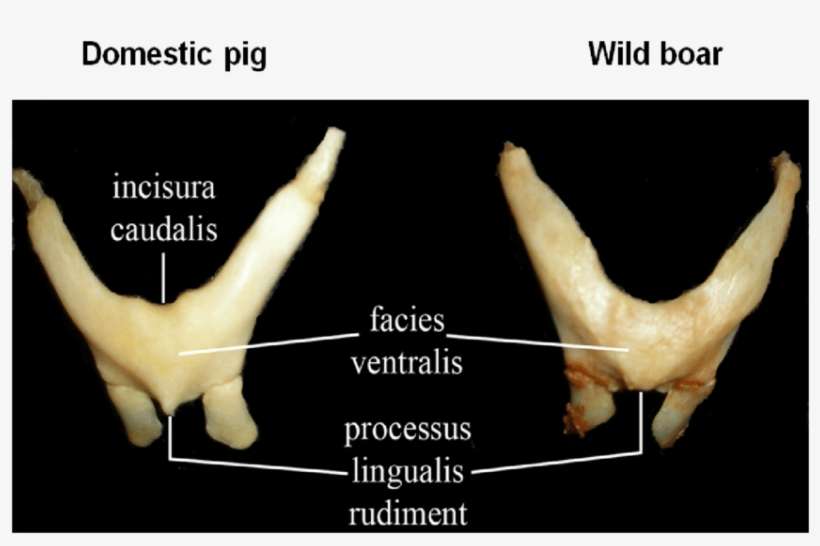 Ventral Surface Of Basihyoid In Domestic Pig And Wild - Wild Boar, transparent png download