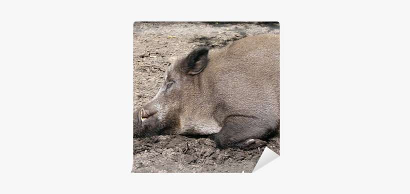 Wild Boar, transparent png download