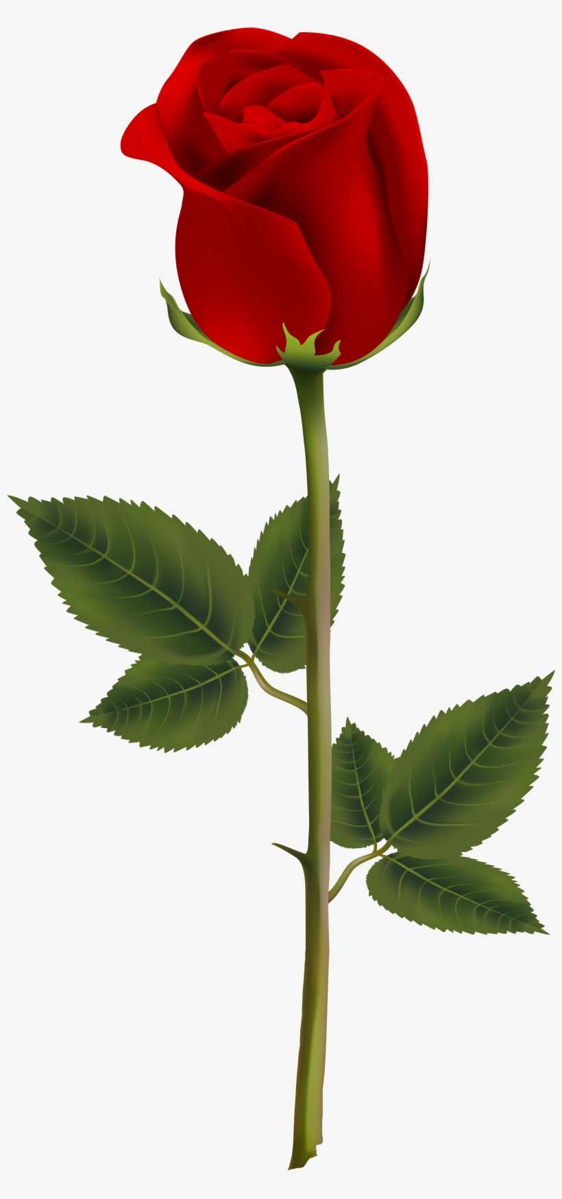 Red Rose Transparent Psingle Stem Rose Png - Rose Sur Transparent, transparent png download