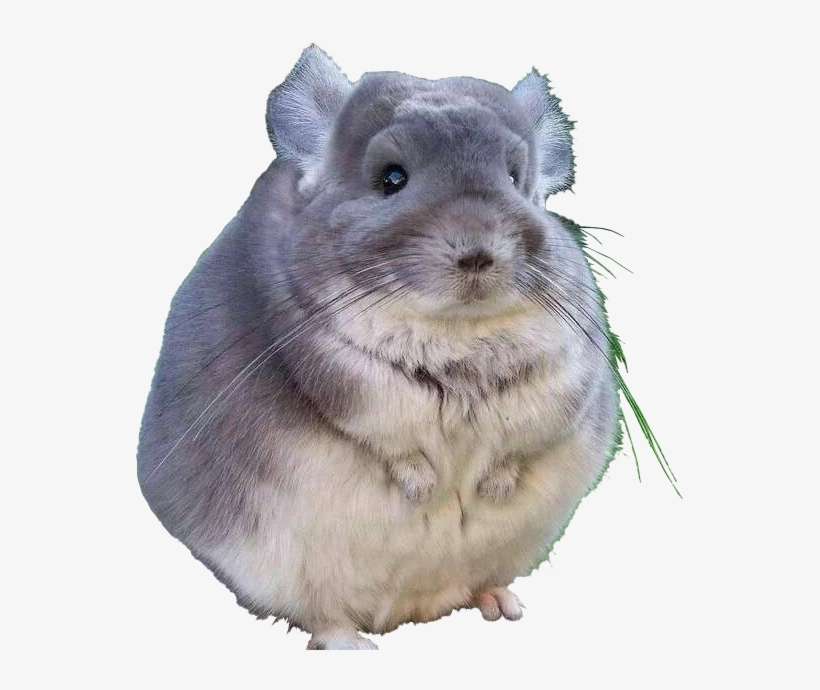 Fat Chinchilla, transparent png download